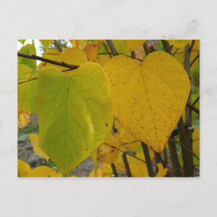 Postal Par de hojas de redbud otoñales rojas Fotografía d