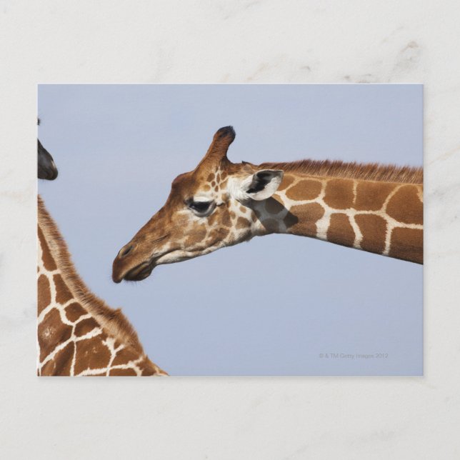 Postal Par de jirafas reticuladas (Giraffa) (Anverso)