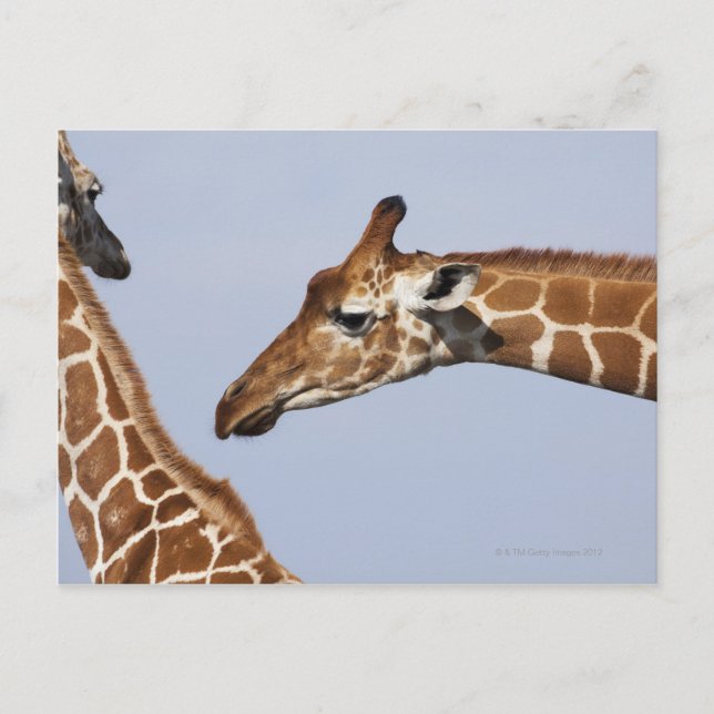 Postal Par de jirafas reticuladas (Giraffa) (Anverso)