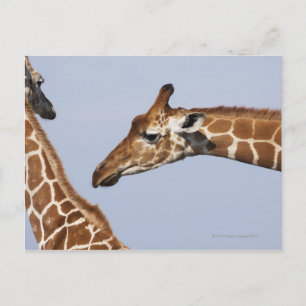 Postal Par de jirafas reticuladas (Giraffa)