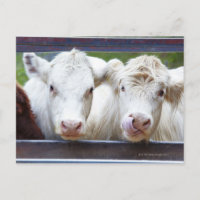 Par de vacas blancas jóvenes en el remolque de ali