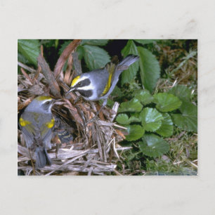 Postal Par de Warblers de ala dorada con nido