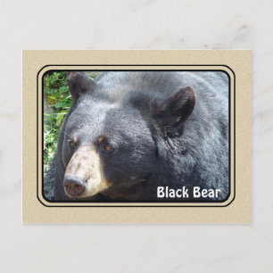 Postal para animales del oso negro