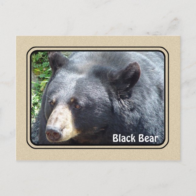 Postal para animales del oso negro (Anverso)