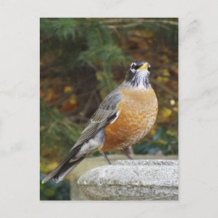 Postal para aves Robins Bath