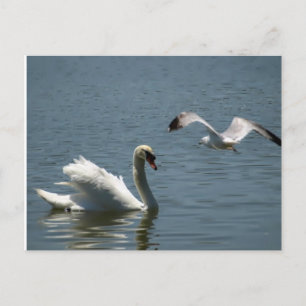 Postal para aves y cisnes