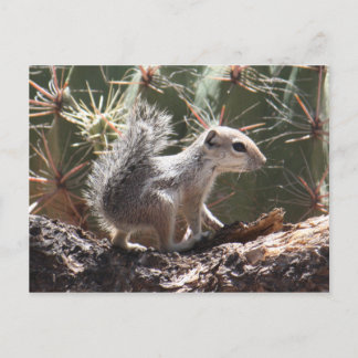 Postal para bebé antelope ardilla