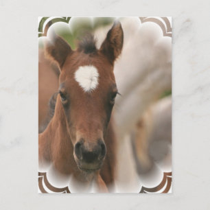 Postal para bebé de caballo