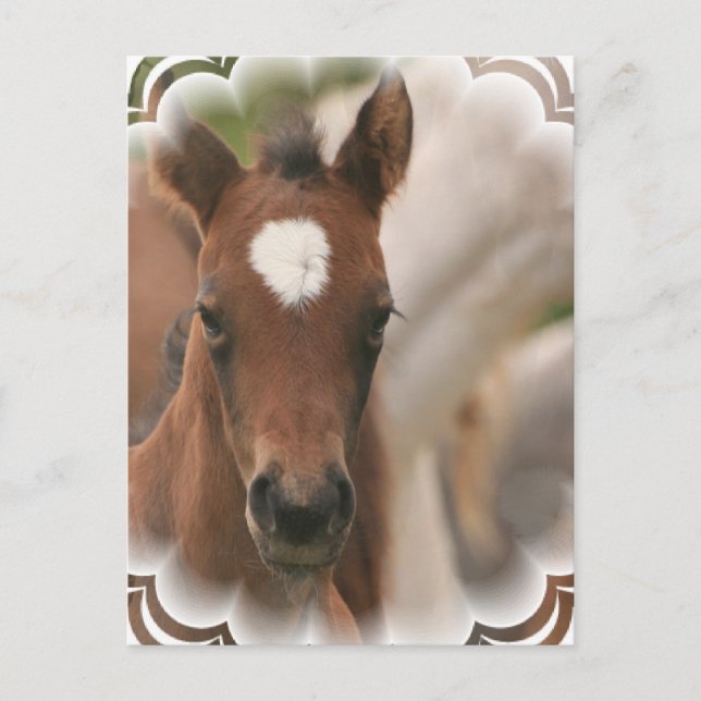 Postal para bebé de caballo (Anverso)