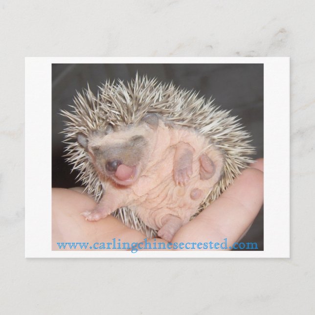 Postal para bebé hedgehog (Anverso)