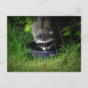 Postal para beber Raccoon