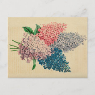 Postal para boceto botánico lirio Flower Vintage