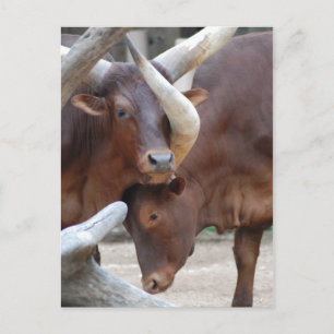 Postal para bovinos de Ankole