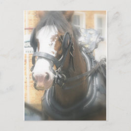 Postal para caballos Clydesdale Brown
