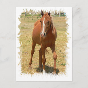 Postal para caballos con anillos de castaño