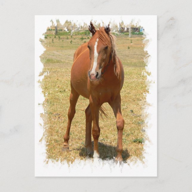 Postal para caballos con anillos de castaño (Anverso)