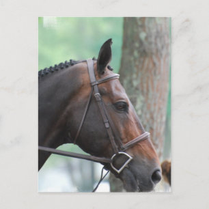 Postal para caballos de la bahía oscura en la pist