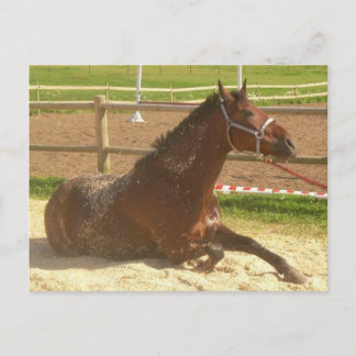 Postal para caballos - puerto de heste