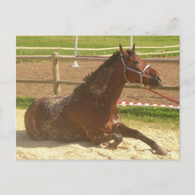 Postal para caballos - puerto de heste (Anverso)