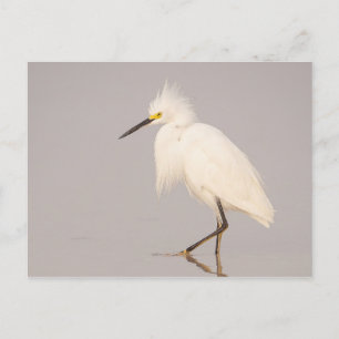 Postal para caminar con Snowy Egret