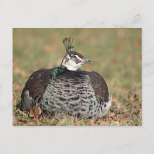 Postal para dormir Peacock femenino