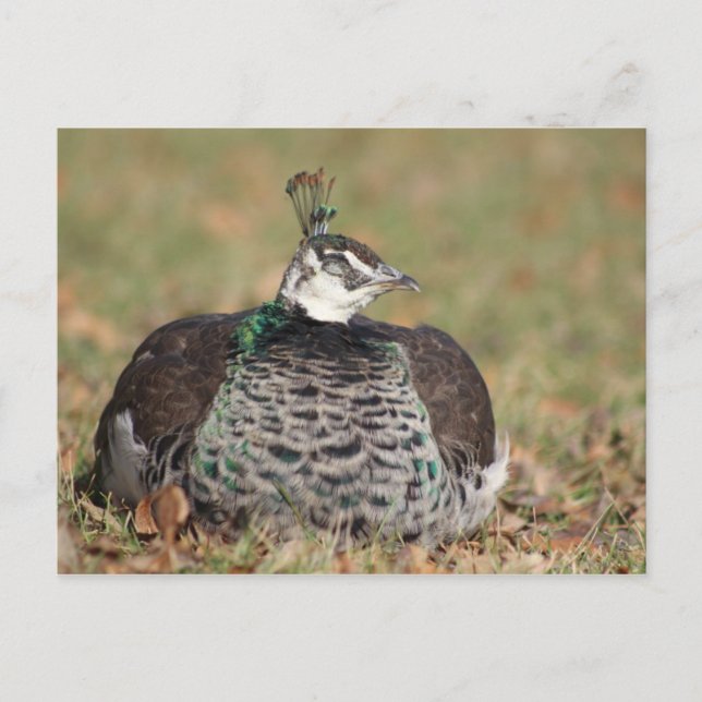 Postal para dormir Peacock femenino (Anverso)