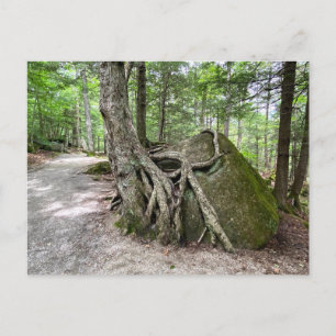Postal para el árbol de rock de Hampshire