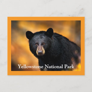 Postal para el oso negro de piedra amarilla