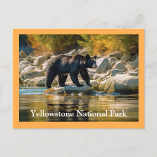 Postal para el oso negro de piedra amarilla