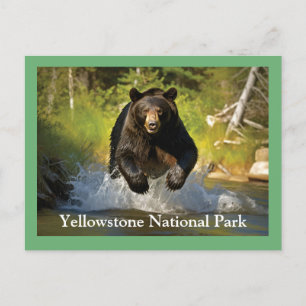 Postal para el oso negro de piedra amarilla
