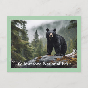 Postal para el oso negro de piedra amarilla