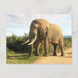 Postal para elefante de toro