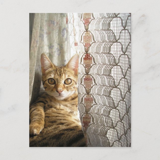 Postal para gato bengalí (Anverso)