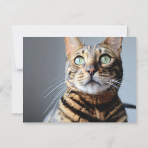Postal para gato bengalí