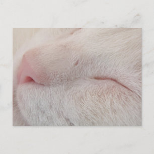 Postal para gato blanco