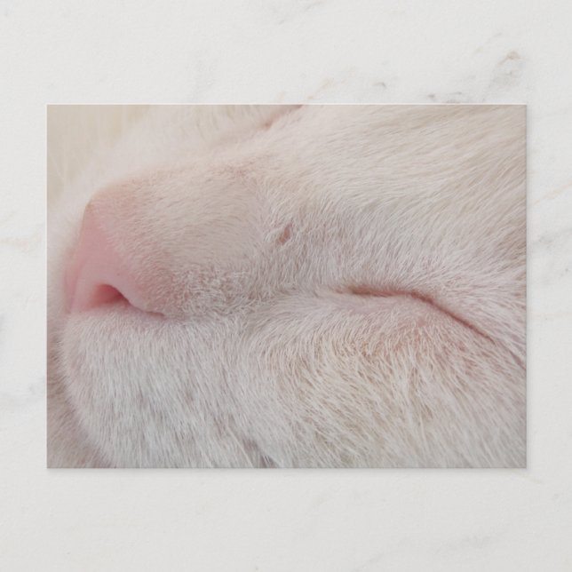 Postal para gato blanco (Anverso)