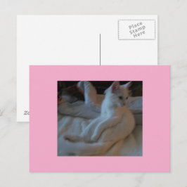 Postal para gato blanco