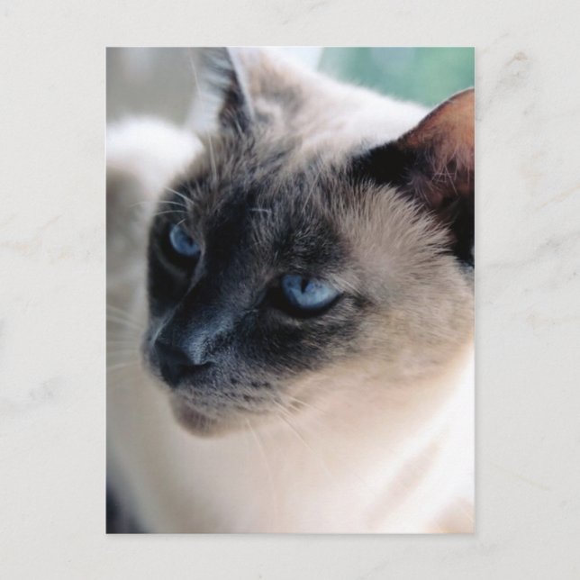 Postal para gato de Aloof Siamese (Anverso)