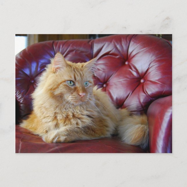 Postal para gato del naranja Maine Coon (Anverso)