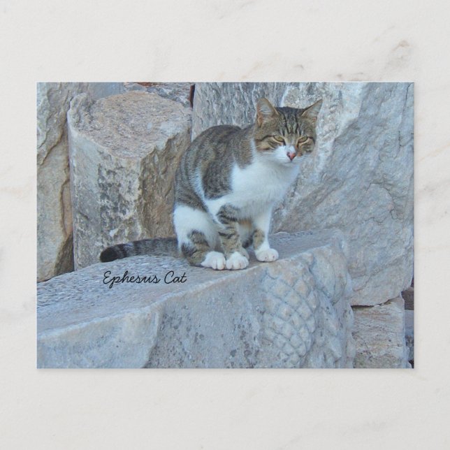 Postal para gato Ephesus Feral (Anverso)