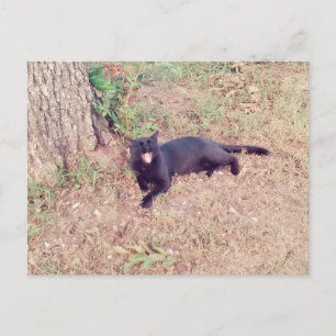 Postal para gato negro