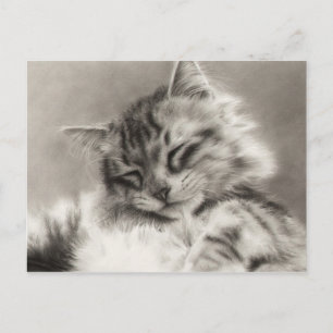 Postal para gato Sleepyhead Maine Coon