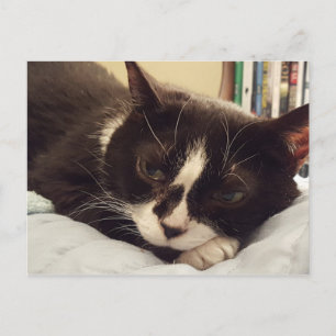 Postal para gatos de Tuxedo