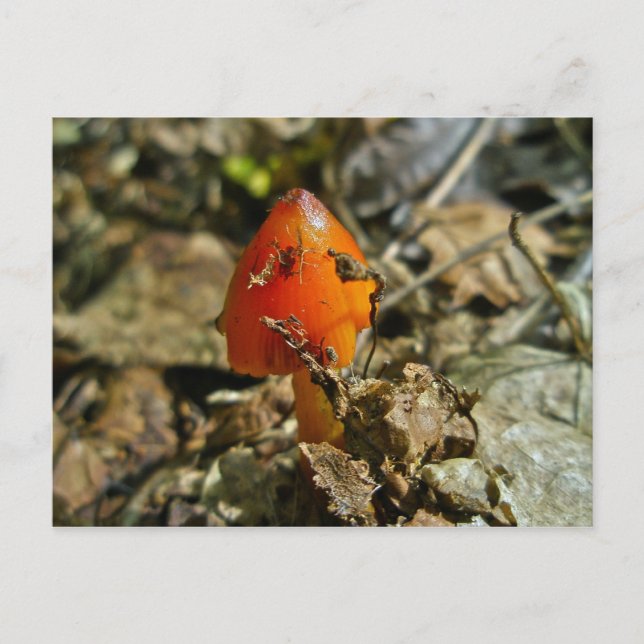 Postal para hongos de la espuma de la espuma de la (Anverso)