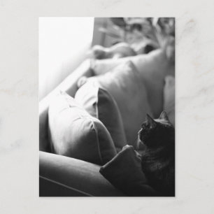 Postal para la habitación de los gatos