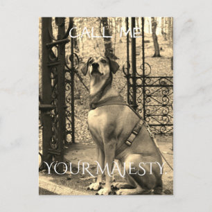 Postal para los amantes de los perros con texto y 