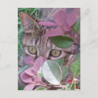 Postal para ojos de gato deslumbrante