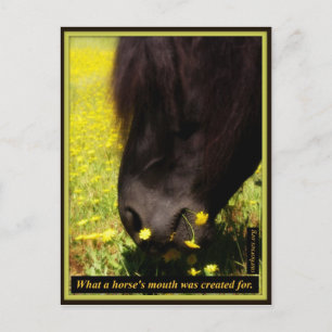 Postal Para qué se creó la boca de un caballo