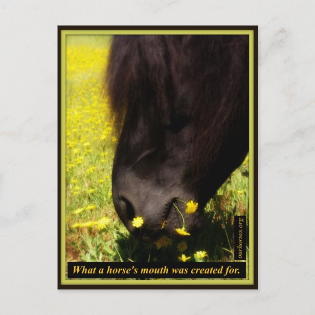 Postal Para qué se creó la boca de un caballo (Anverso)