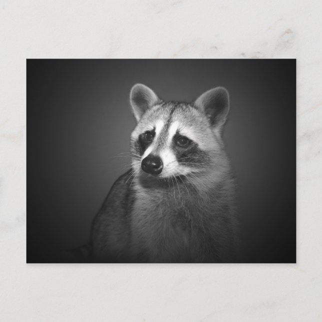 Postal para retrato de Raccoon (Anverso)